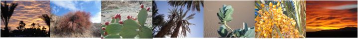 Bild Vegetation