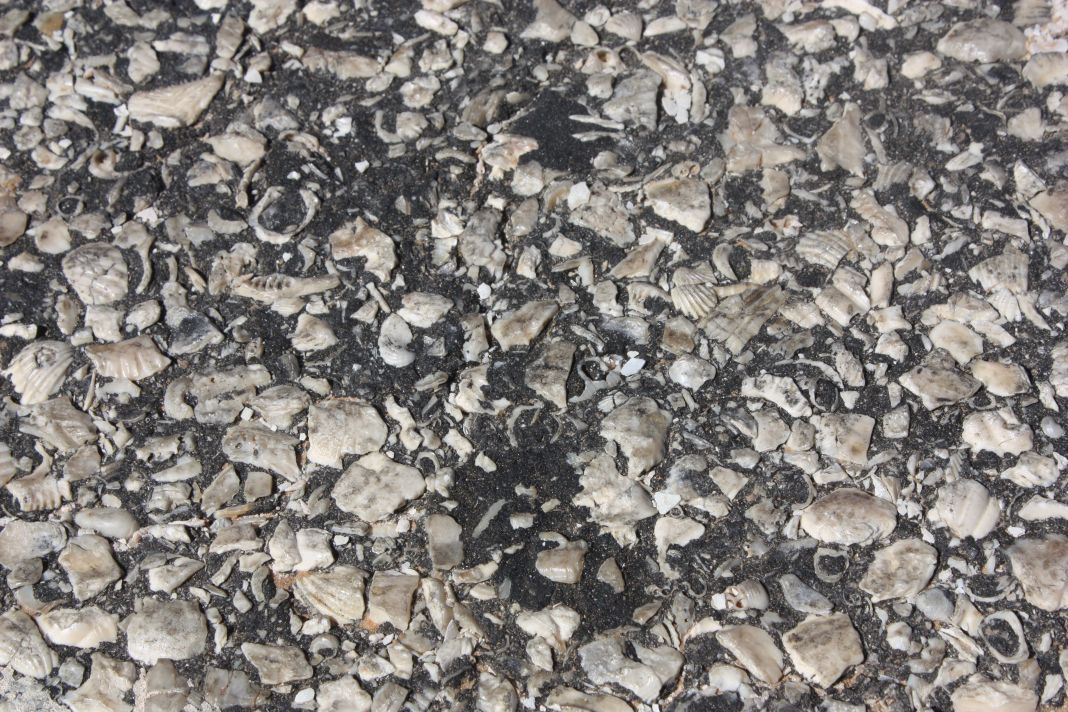 Muschel Asphalt